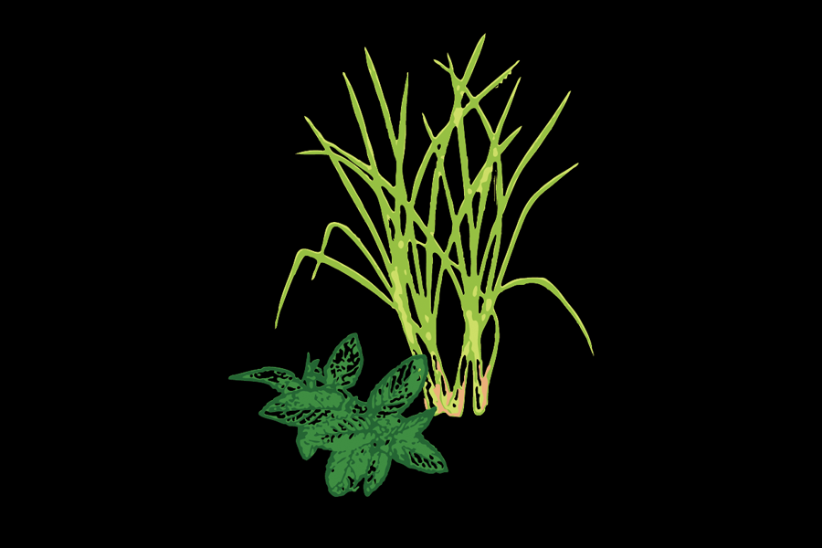 Lemongrass Mint Balsamic Vinegar