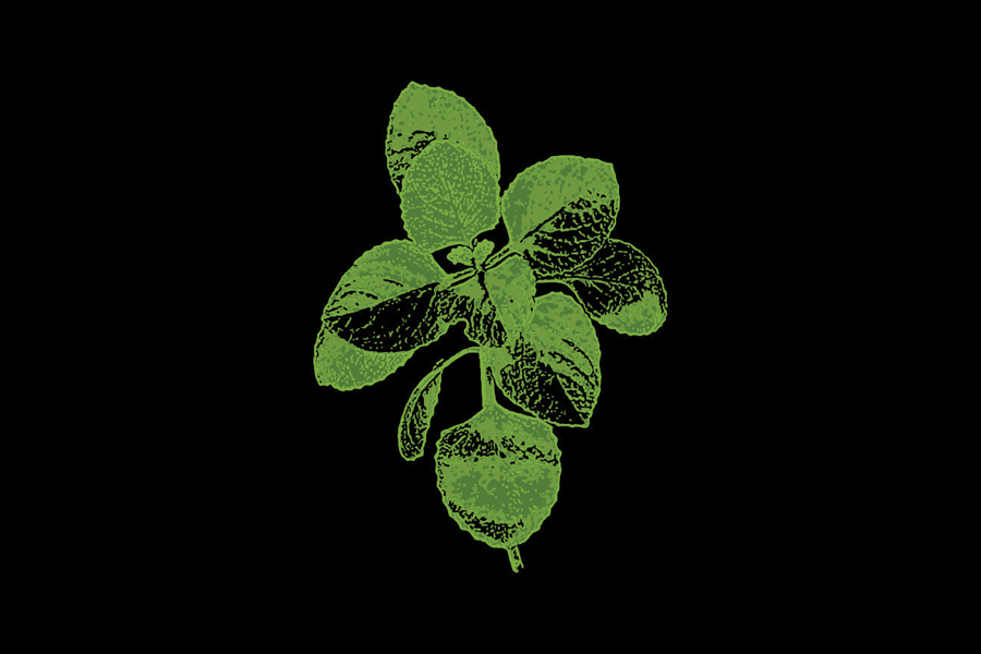 Oregano Balsamic Vinegar