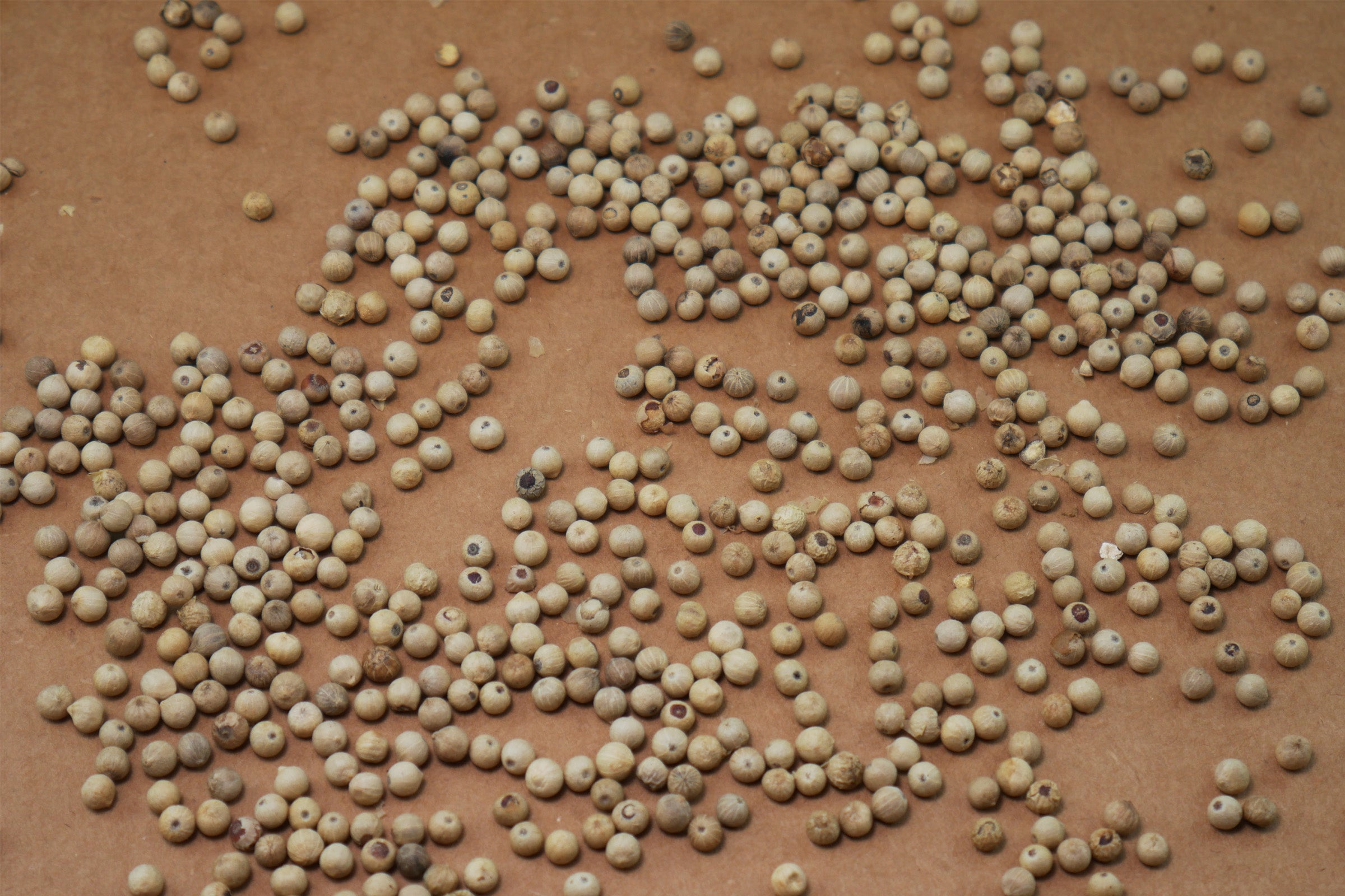 White Peppercorn
